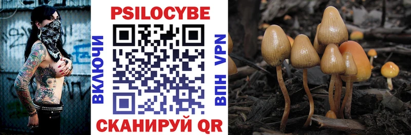 Галлюциногенные грибы Psilocybe  Купить  Узловая 